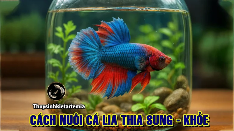Cách Nuôi Cá Lia Thia Lên Màu Đẹp - Sung, Mau Lớn 14 Cách Nuôi Cá Lia Thia Lên Màu Đẹp – Sung, Mau Lớn