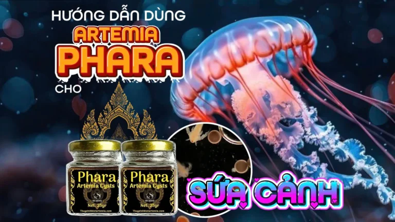 Hướng Dẫn Dùng Artemia Phara Tươi Sống Cho Sứa Cảnh 12 Hướng Dẫn Dùng Artemia Phara Tươi Sống Cho Sứa Cảnh