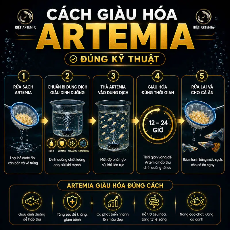 Giàu Hóa Artemia Là Gì? Cách Giàu Hóa Đúng Kỹ Thuật 6 Các bước giàu hóa Artemia đúng kỹ thuật