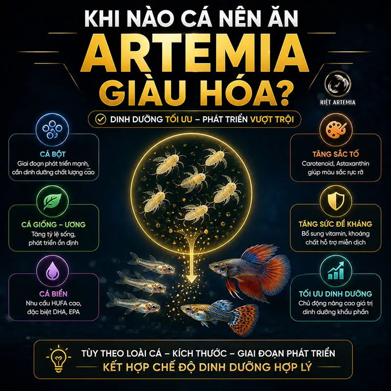Giàu Hóa Artemia Là Gì? Cách Giàu Hóa Đúng Kỹ Thuật 5 Khi nào cá nên ăn Artemia giàu hóa