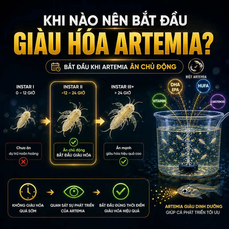 Giàu Hóa Artemia Là Gì? Cách Giàu Hóa Đúng Kỹ Thuật 4 Thời điểm bắt đầu làm giàu Artemia đúng kỹ thuật