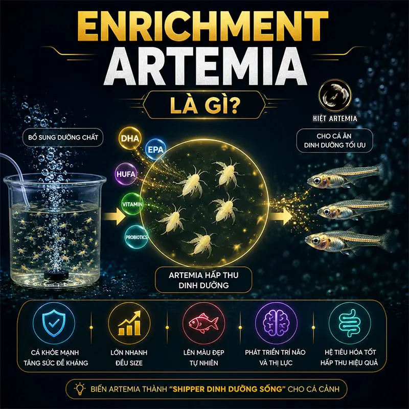 Giàu Hóa Artemia Là Gì? Cách Giàu Hóa Đúng Kỹ Thuật 2 Làm giàu artemia là gì?