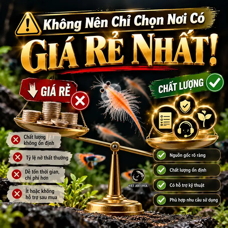 Có nên mua trứng Vĩnh Châu giá rẻ?