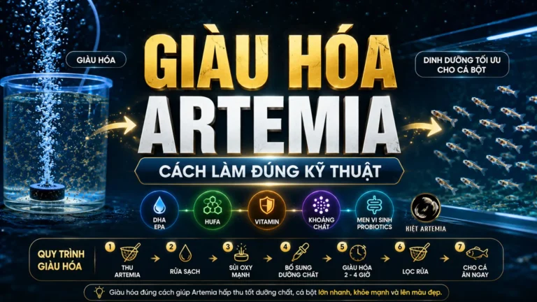 Giàu Hóa Artemia Là Gì? Cách Giàu Hóa Đúng Kỹ Thuật